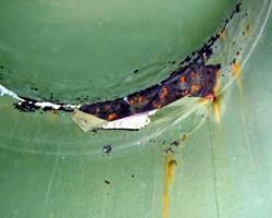 legionella