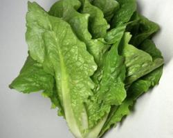 listeria