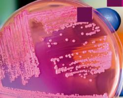 microbiologia alimentaria