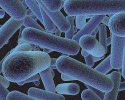listeria