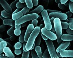 listeria