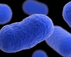 listeria