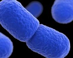 listeria