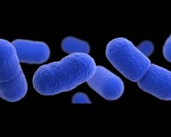 listeria