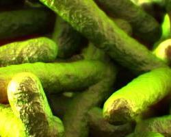 listeria