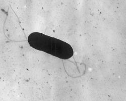 listeria