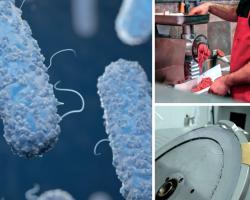 listeria