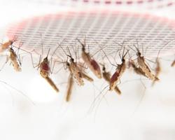 malaria