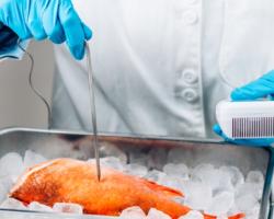 seguridad alimentaria