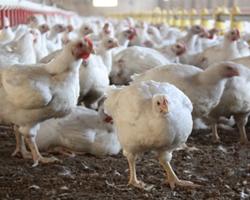 seguridad alimentaria