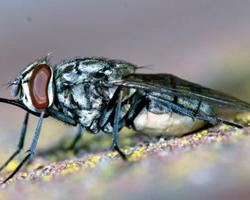 mosca