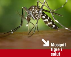 mosquito tigre