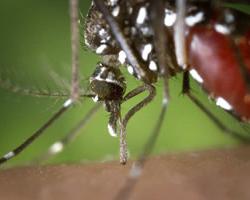 mosquito tigre