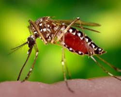 aedes aegypti