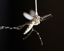 mosquitos