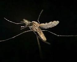 mosquitos