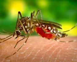 mosquitos