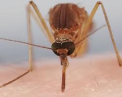 mosquitos
