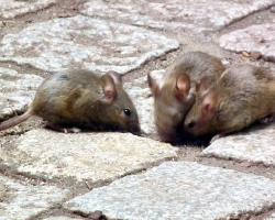 rodenticidas anticoagulantes