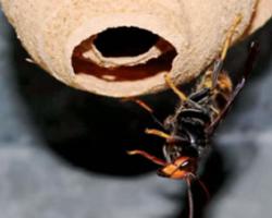 avispa asiática