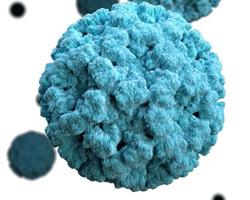 norovirus