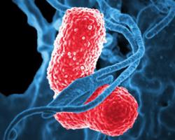 bacterias