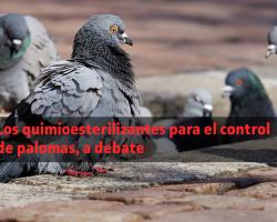 control plagas