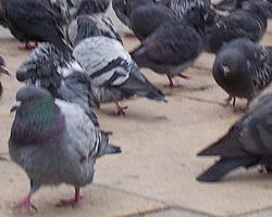 palomas