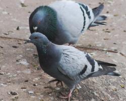 Palomas