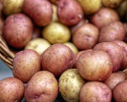 seguridad alimentaria