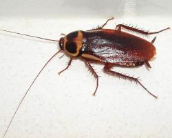cucarachas