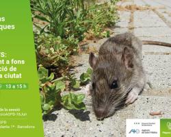 ratas