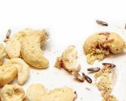 higiene alimentaria