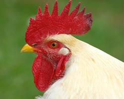 pollo