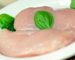 campylobacter