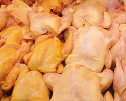 campylobacter