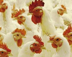 campylobacter