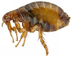 pulga
