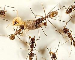 hormigas