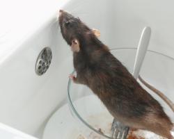 rodenticidas anticoagulantes