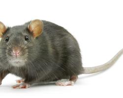 rodenticidas anticoagulantes