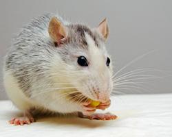 ratas
