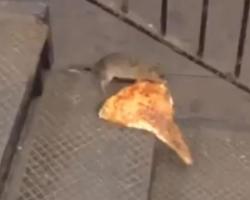 ratas