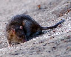 ratas