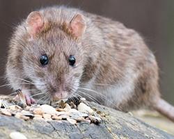 ratas