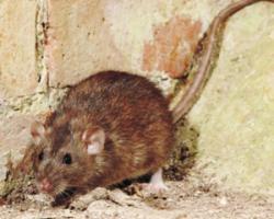 ratas