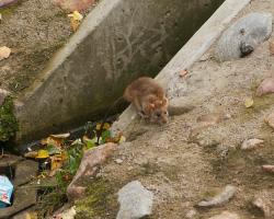 ratas