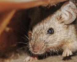 raton