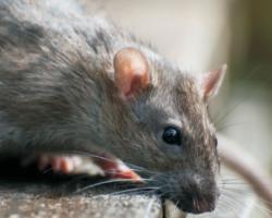ratas