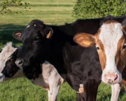 campylobacter